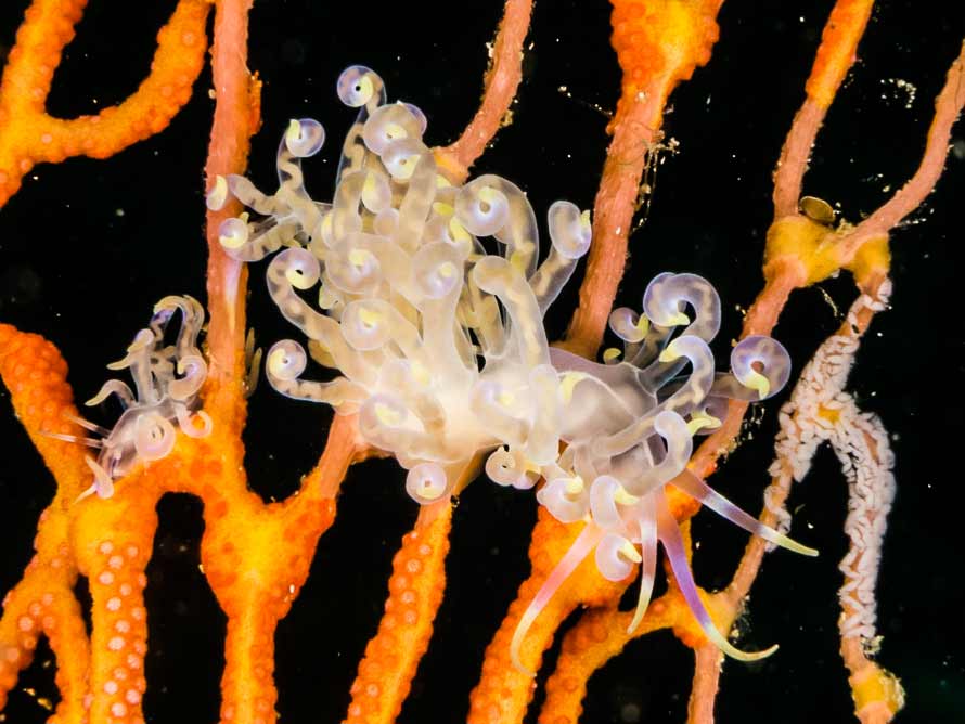 Phyllodesmium undulatum